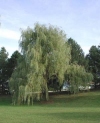 Salix alba"